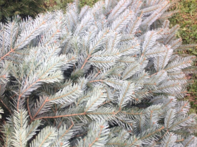 Nordijska jela Nordijska jela