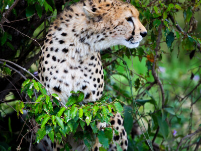 Agrarni novinari u Keniji