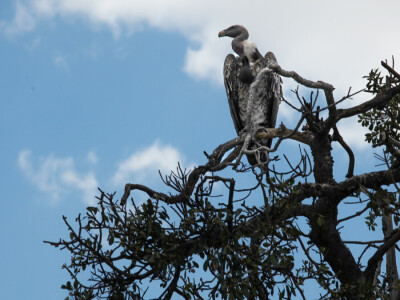 Agrarni novinari u Keniji