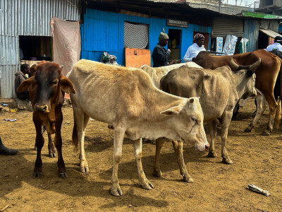 Agrarni novinari u Keniji
