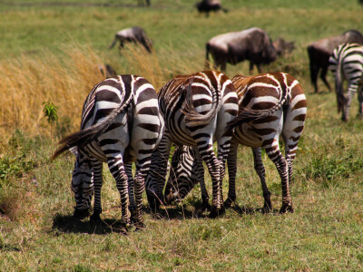 Agrarni novinari u Keniji