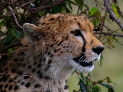 Agrarni novinari u Keniji