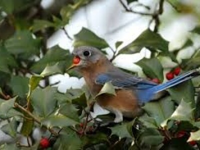 Sa terena - šteta na voću