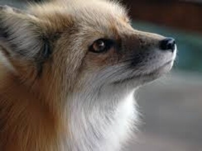 Kako Bjelovarsko-bilogorska županija pomaže poljoprivrednicima