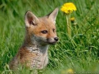 Kako Bjelovarsko-bilogorska županija pomaže poljoprivrednicima