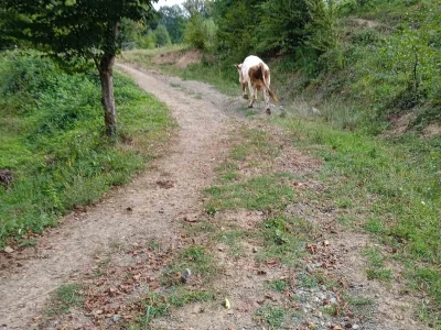 Imanje Sanje Svijić u Tesliću