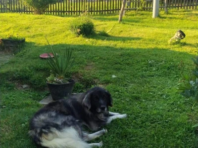 Imanje Sanje Svijić u Tesliću