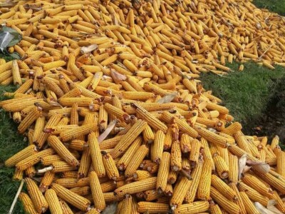 Imanje Sanje Svijić u Tesliću Imanje Sanje Svijić u Tesliću