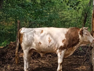 Imanje Sanje Svijić u Tesliću Imanje Sanje Svijić u Tesliću