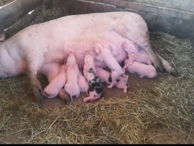 Imanje Sanje Svijić u Tesliću