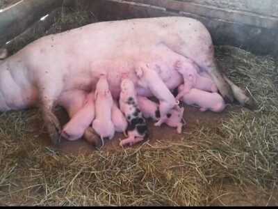 Imanje Sanje Svijić u Tesliću Imanje Sanje Svijić u Tesliću