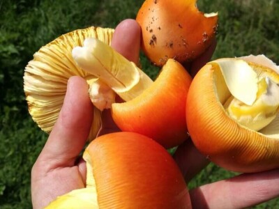 Imanje Sanje Svijić u Tesliću Imanje Sanje Svijić u Tesliću