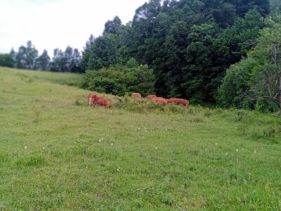Imanje Sanje Svijić u Tesliću Imanje Sanje Svijić u Tesliću
