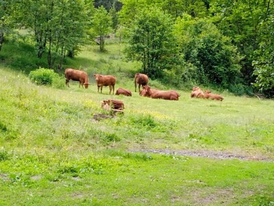 Imanje Sanje Svijić u Tesliću Imanje Sanje Svijić u Tesliću