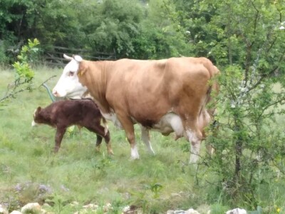 Imanje Snježane Marković u naselju Margetići na Sokocu