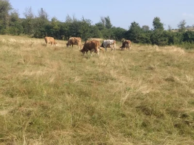 Imanje Snježane Marković u naselju Margetići na Sokocu