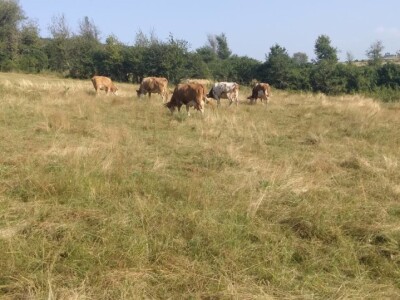 Imanje Snježane Marković u naselju Margetići na Sokocu