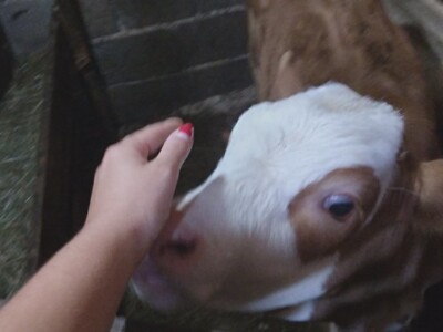 Imanje Snježane Marković u naselju Margetići na Sokocu