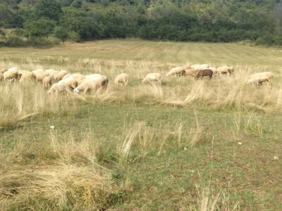 Imanje Snježane Marković u naselju Margetići na Sokocu