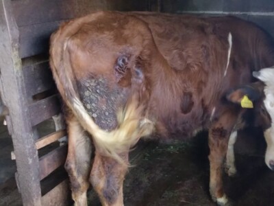 Imanje Snježane Marković u naselju Margetići na Sokocu