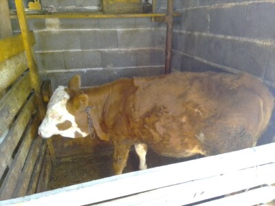 Imanje Snježane Marković u naselju Margetići na Sokocu