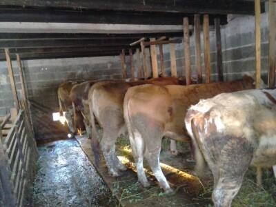 Imanje Snježane Marković u naselju Margetići na Sokocu