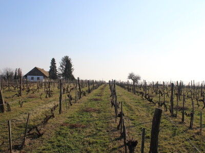 K55 vinarija i destilerija OPG tjedna