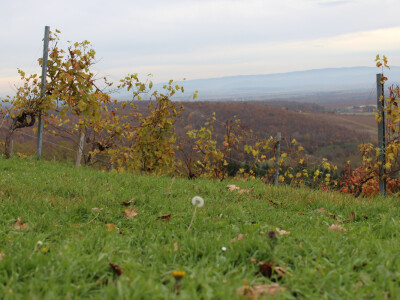 Lokalitet Vinkomir Lokalitet Vinkomir