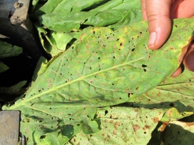 Berba duhana na obiteljskom poljoprivrednom gospodarstvu Gomerčić