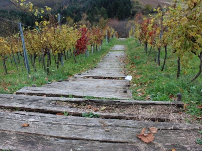 Drvene stube u vinogradu