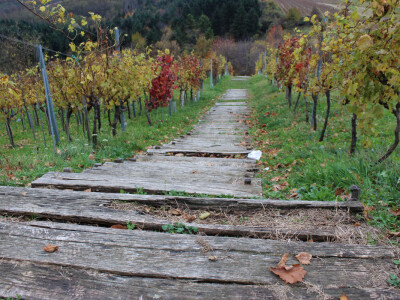 Drvene stube u vinogradu Drvene stube u vinogradu