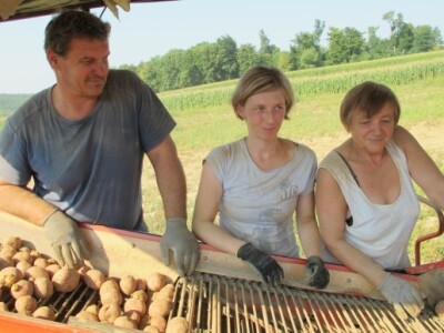Vinko Raos vidi budućnost u navodnjavanju krumpira