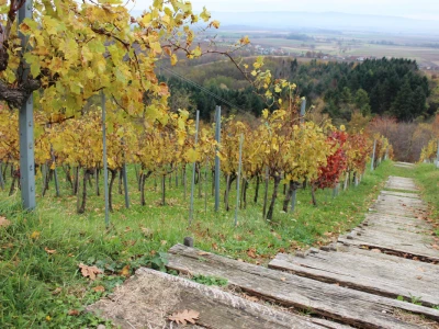 Drvene stube u vinogradu