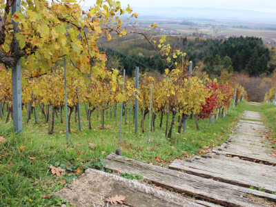 Drvene stube u vinogradu Drvene stube u vinogradu