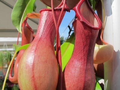 Floraart 2015 na Bundeku!