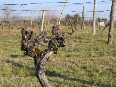 K55 vinarija i destilerija OPG tjedna