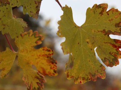 Boje jeseni u vinogradu