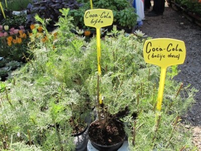 Floraart 2015 na Bundeku!