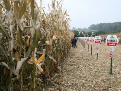 Pioneer dani polja kukuruza