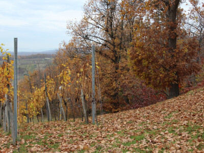 Vinograd u susjedstvu hrasta Vinograd u susjedstvu hrasta