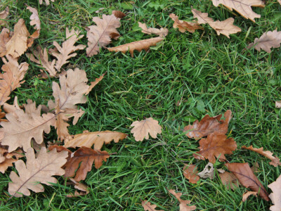 Jesen u hrastovom izdanju Jesen u hrastovom izdanju