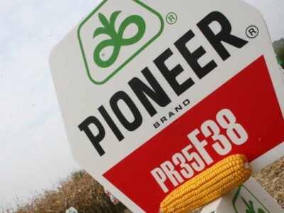 Hibrid kukuruza Pioneer - PR35 F38