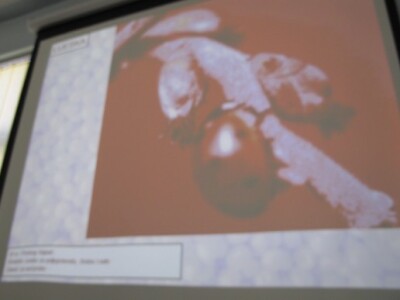 Bjelovarsko-bilogorska županija prednjači u uzgoju lijeske