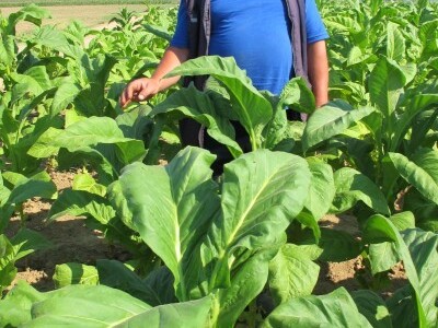 Urod samo 25 tona duhana