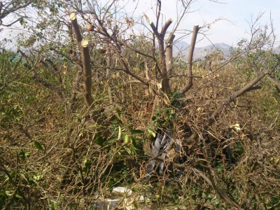 Orezana stabla mandarina