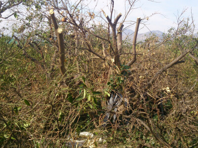 Orezana stabla mandarina Orezana stabla mandarina