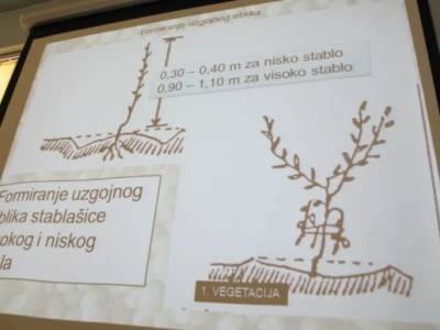 Bjelovarsko-bilogorska županija prednjači u uzgoju lijeske