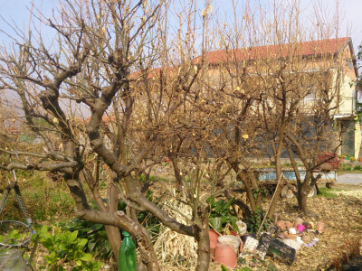 Suša je pogodila citruse Suša je pogodila citruse