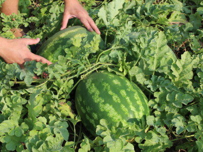 Pipelife sistem za navodnjavanje u Deronjama i Despotovu