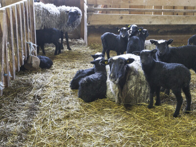 Najplodnija vrsta ovaca